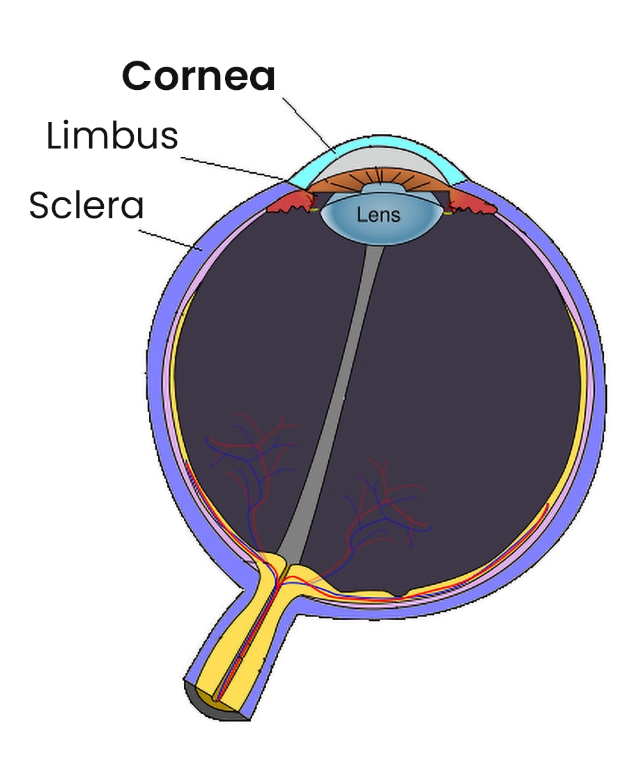 Cornea
